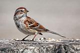 American Tree Sparrow_26278